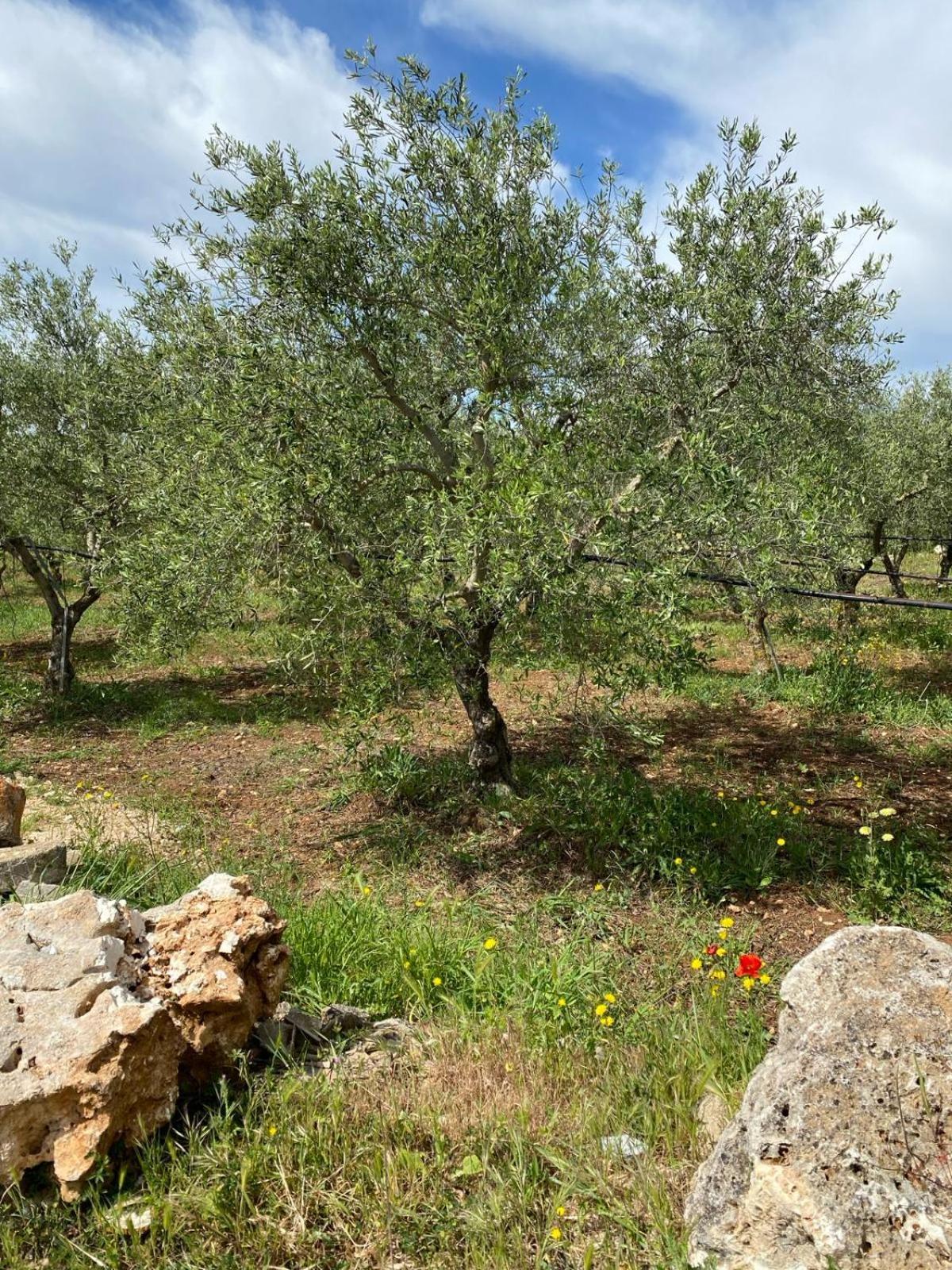 Villa Trellame - Casa Vacanze Tra Gli Ulivi อัคควาวิวา เดลเล ฟอนติ ภายนอก รูปภาพ
